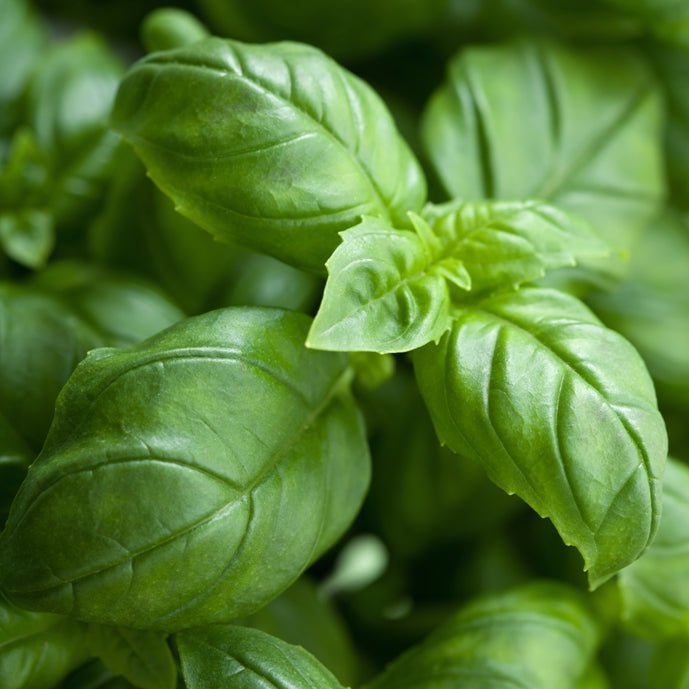 Basilic tropical (Ocimum basilicum ct. methyl chav